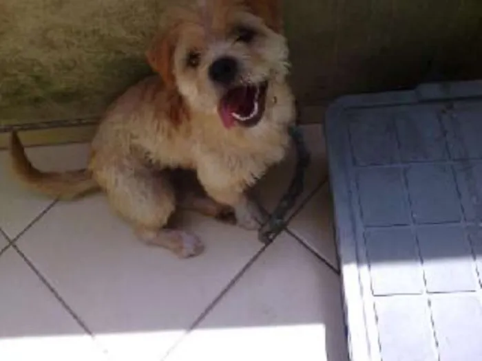 Cachorro ra a N/I idade 7 a 11 meses nome Suzy