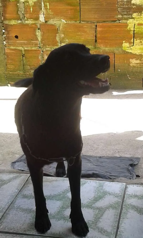 Cachorro ra a Mestiça a labradora idade 2 anos nome Dalila