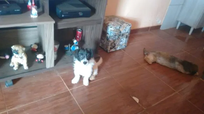 Cachorro ra a SRD idade 7 a 11 meses nome Crowley