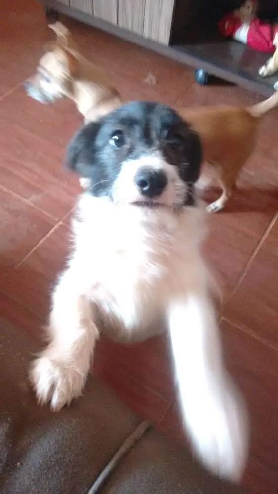 Cachorro ra a SRD idade 7 a 11 meses nome Crowley