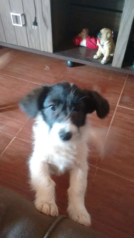 Cachorro ra a SRD idade 7 a 11 meses nome Crowley