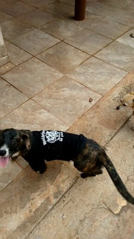 Cachorro ra a SRD idade 2 anos nome Pandora