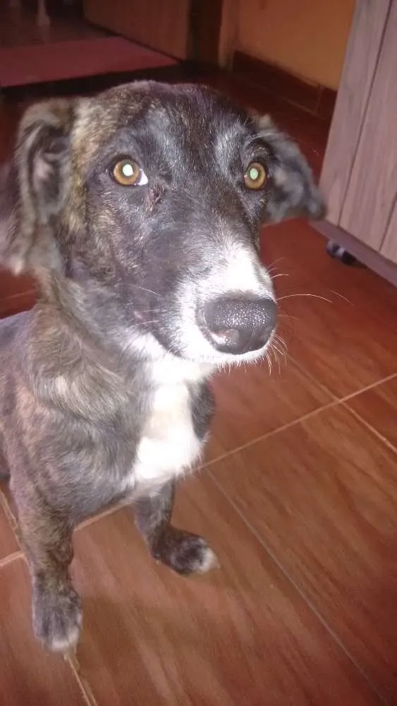 Cachorro ra a SRD idade 2 anos nome Pandora