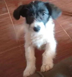 Cachorro raça SRD idade 7 a 11 meses nome Crowley