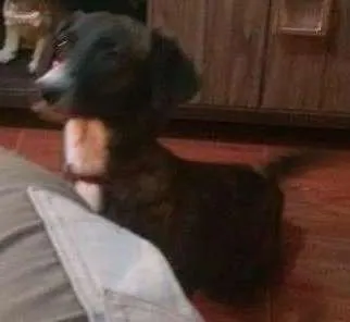 Cachorro ra a SRD idade 2 anos nome Pandora