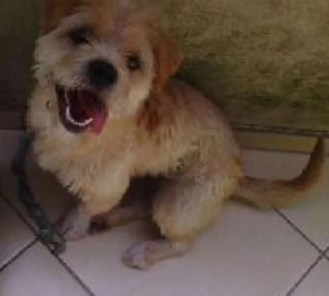 Cachorro ra a N/I idade 7 a 11 meses nome Suzy