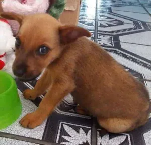 Cachorro raça Vira Lata idade 2 a 6 meses nome Paçoca