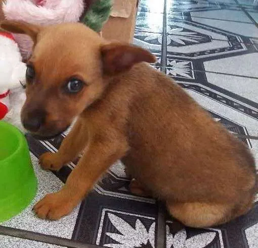 Cachorro ra a Vira Lata idade 2 a 6 meses nome Paçoca