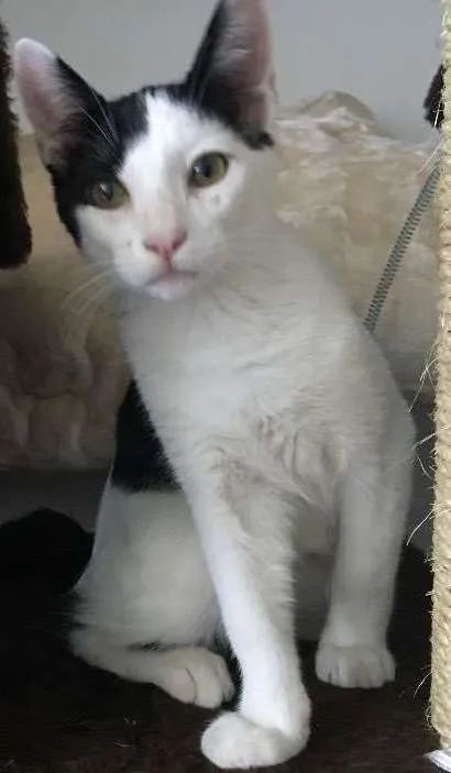 Gato ra a SRD idade 2 a 6 meses nome Chantilly