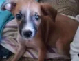 Laila