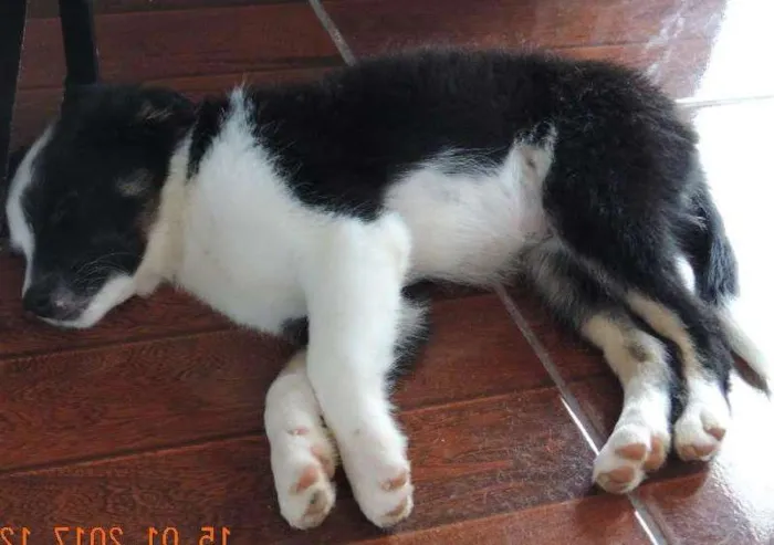 Cachorro ra a  idade 2 a 6 meses nome pandora