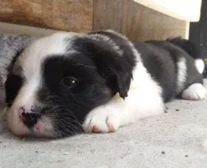 Cachorro raça  idade 2 a 6 meses nome pandora
