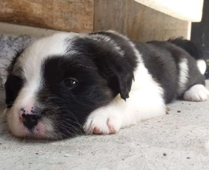 Cachorro ra a  idade 2 a 6 meses nome pandora