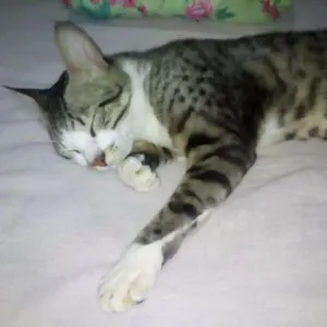 Gato raça Vira-lata  idade 1 ano nome Nina e Cami