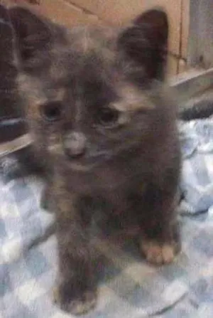 Gato raça SRD idade Abaixo de 2 meses nome Sem nome