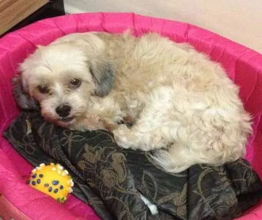 Cachorro ra a lhasa apso idade 5 anos nome Mel GRATIFICA