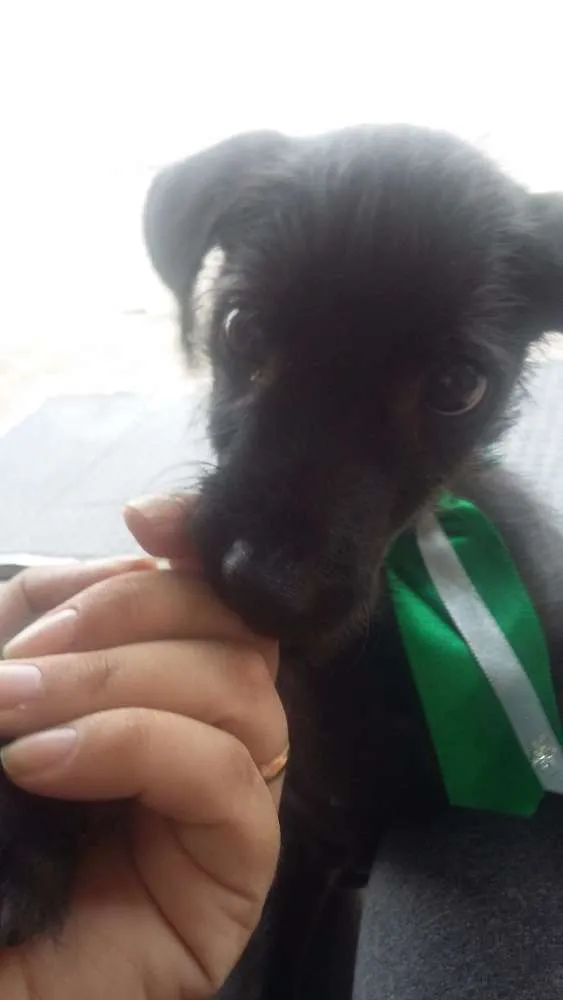 Cachorro ra a SRD idade 2 a 6 meses nome Pedrinho