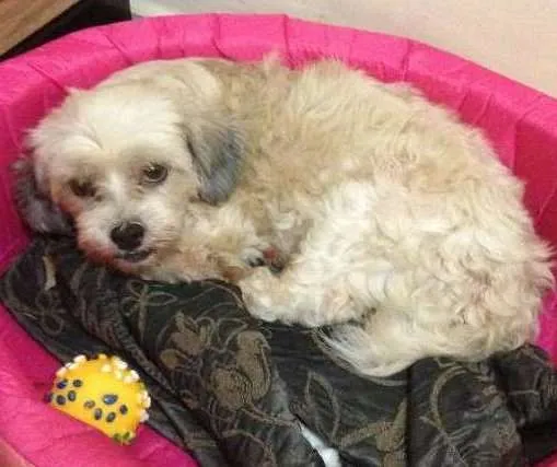 Cachorro ra a lhasa apso idade 5 anos nome Mel GRATIFICA