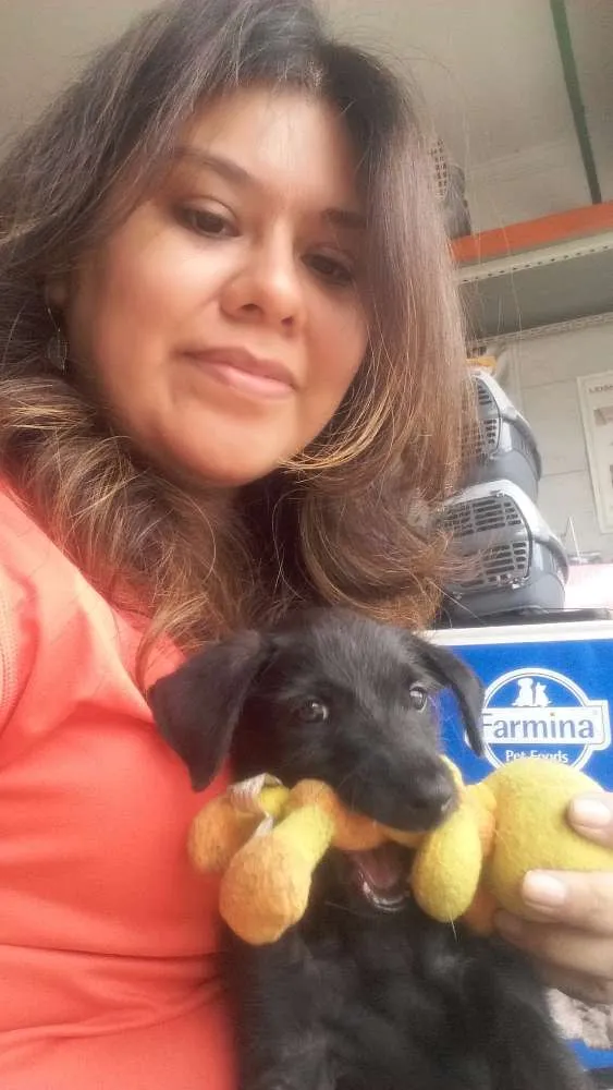 Cachorro ra a SRD idade 2 a 6 meses nome Pedrinho