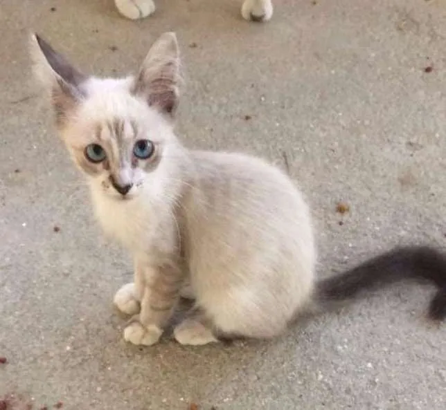Gato ra a Siamês idade 2 a 6 meses nome Foquinha