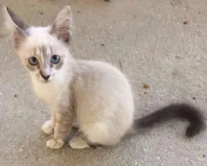 Gato raça Siamês idade 2 a 6 meses nome Foquinha
