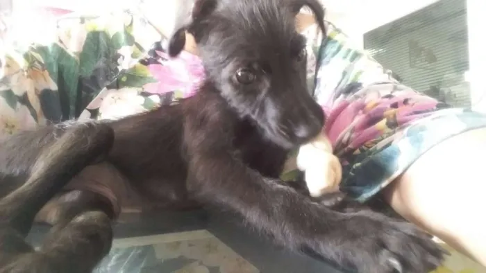 Cachorro ra a SRD idade 2 a 6 meses nome Pedrinho