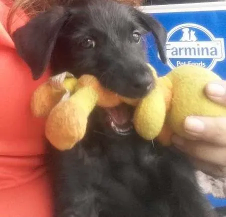 Cachorro ra a SRD idade 2 a 6 meses nome Pedrinho