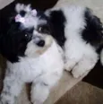 Molly