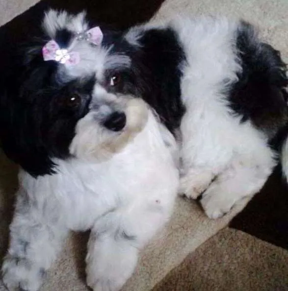 Cachorro ra a LHASA APSO idade 4 anos nome Molly