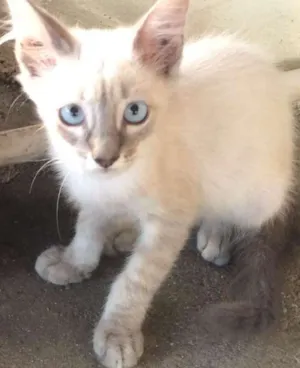 Gato raça Siamês idade 2 a 6 meses nome Branca