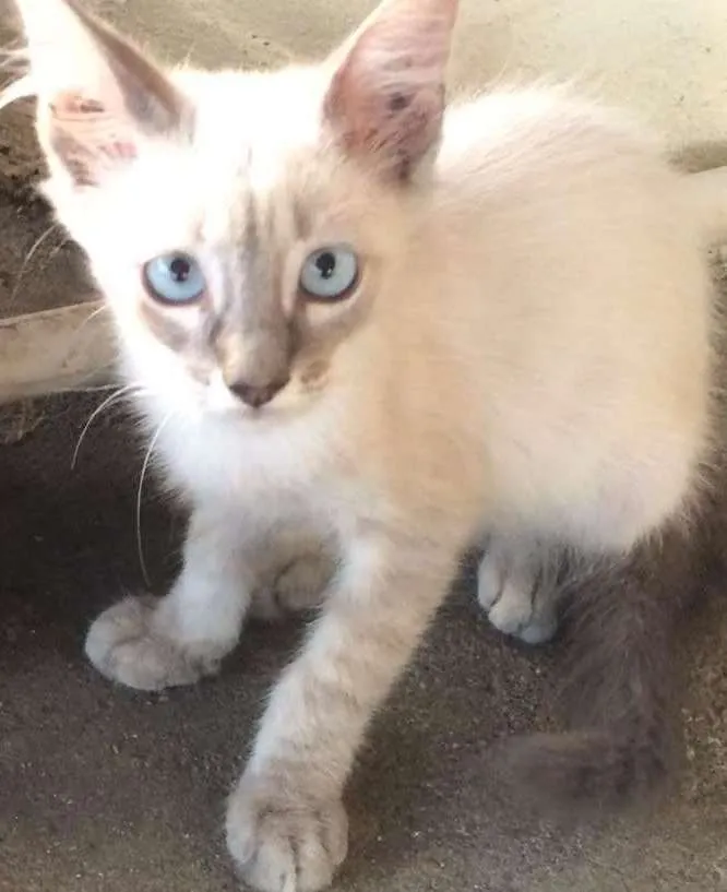 Gato ra a Siamês idade 2 a 6 meses nome Branca