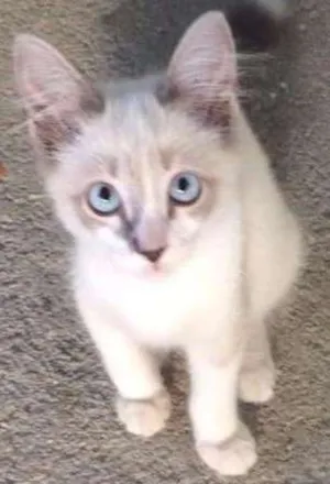 Gato raça Siamês idade 2 a 6 meses nome Nina