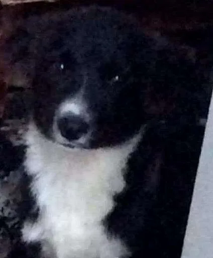 Cachorro ra a SRD idade 2 a 6 meses nome Thor
