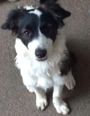 Cachorro raça SRD idade 2 a 6 meses nome Ohara