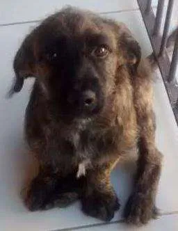 Cachorro ra a Indefinido idade 2 a 6 meses nome Woody