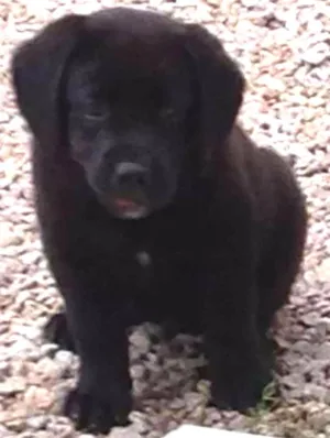 Cachorro raça Labrador idade 2 a 6 meses nome sem nome