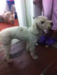 nao sei