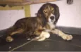 PIPOCA