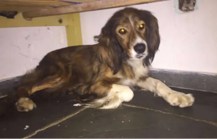 Cachorro ra a border idade  nome PIPOCA