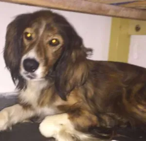 Cachorro raça border idade  nome PIPOCA
