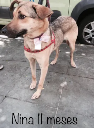 Cachorro raça Srd idade 7 a 11 meses nome Nina