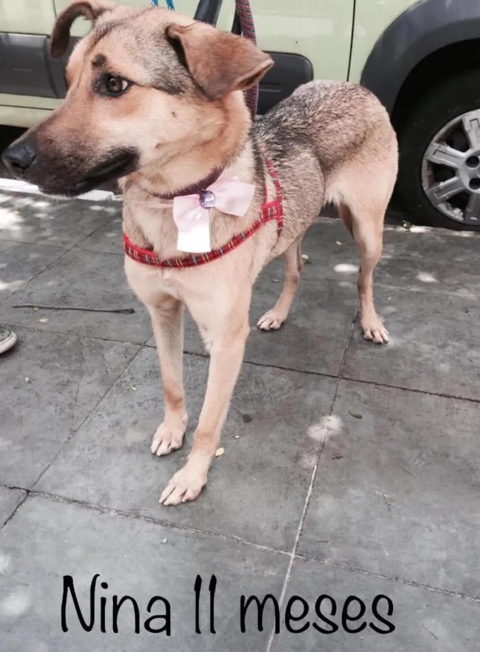 Cachorro ra a Srd idade 7 a 11 meses nome Nina