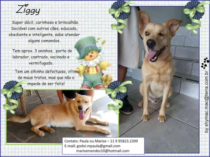 Cachorro ra a SRD idade 3 anos nome Ziggy