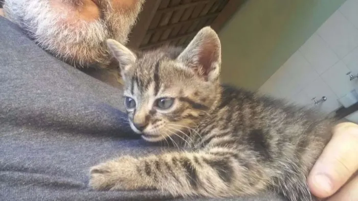 Gato ra a  idade Abaixo de 2 meses nome Rhaíssa