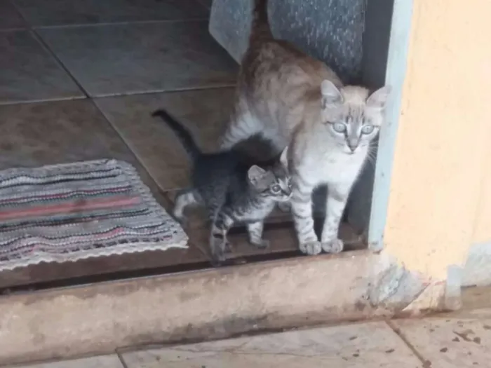 Gato ra a  idade Abaixo de 2 meses nome Rhaíssa