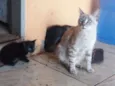 Rhaíssa