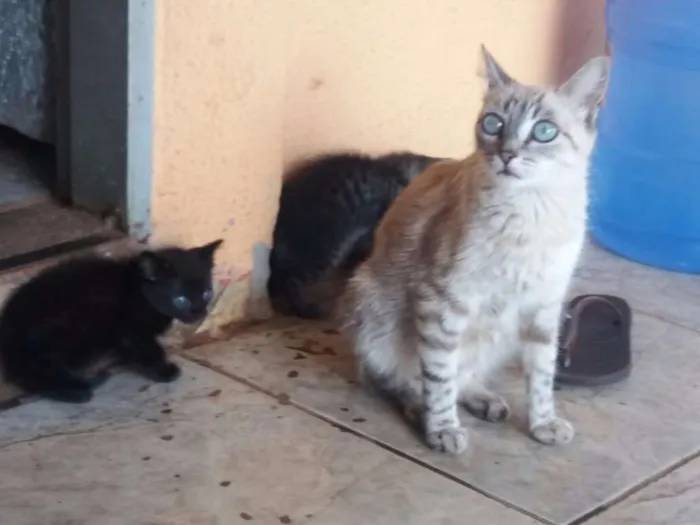 Gato ra a  idade Abaixo de 2 meses nome Rhaíssa