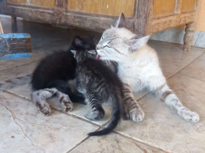 Gato ra a  idade Abaixo de 2 meses nome Rhaíssa