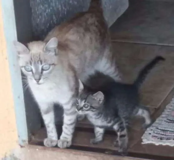 Gato ra a  idade Abaixo de 2 meses nome Rhaíssa