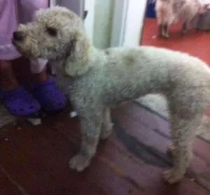 Cachorro raça poodle idade 2 anos nome nao sei